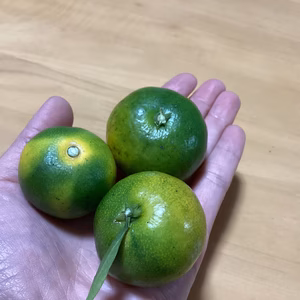 追加ナシ最終　ミニミニ極早生みかん５ｋｇ2700円9日もぎたて直送！