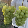 山梨県勝沼産【産地直送】超巨大‼️2房〜3房セット成熟期のシャインマスカット！