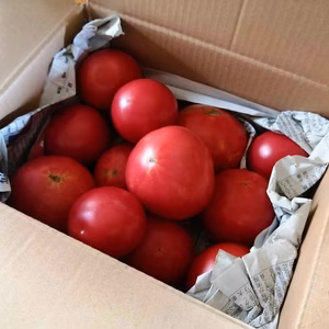 訳ありのもぎたてトマト（約2キロ（20玉前後））