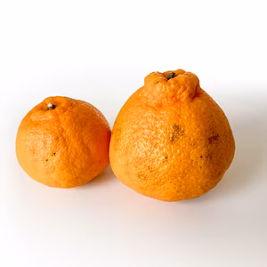 【予約】不知火〈訳あり・サイズ混合〉約5kg～　※発送は2月上旬頃～