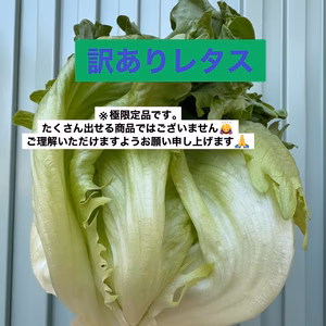訳ありだけど、レタス！レタス！レタス！