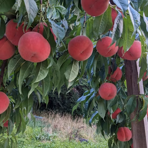 品種指定「きらり暁」（桃）【数量限定】朝どり直送便