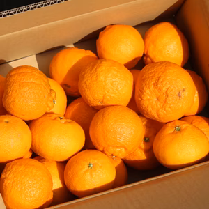 訳あり‼　不知火4ｋｇ　　食べ切りお試し！　終盤！！