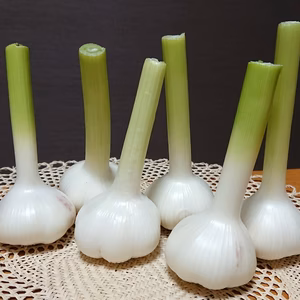 【GWにピッタリ】旬の生にんにく７～１０個&にんにくの芽１０本前後セット