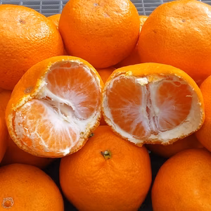 【温州みかん】水分たっぷり糖度10度「L/2L」混在3kg