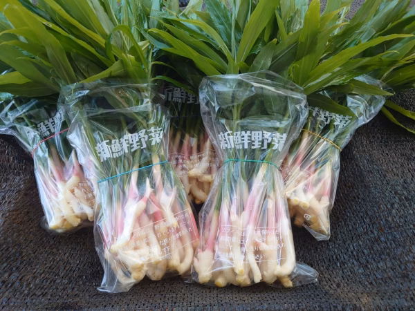 【クール便】葉しょうが、はじめました。【新鮮野菜】