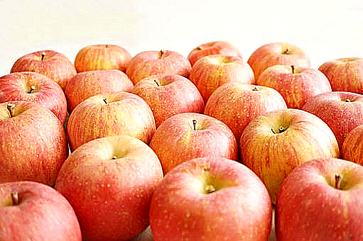【りんごの予約】福島の林檎　サンつがる　ギフト・贈答用【8月下旬お届け】