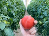 甘さと酸味が絶妙・大玉桃太郎トマト