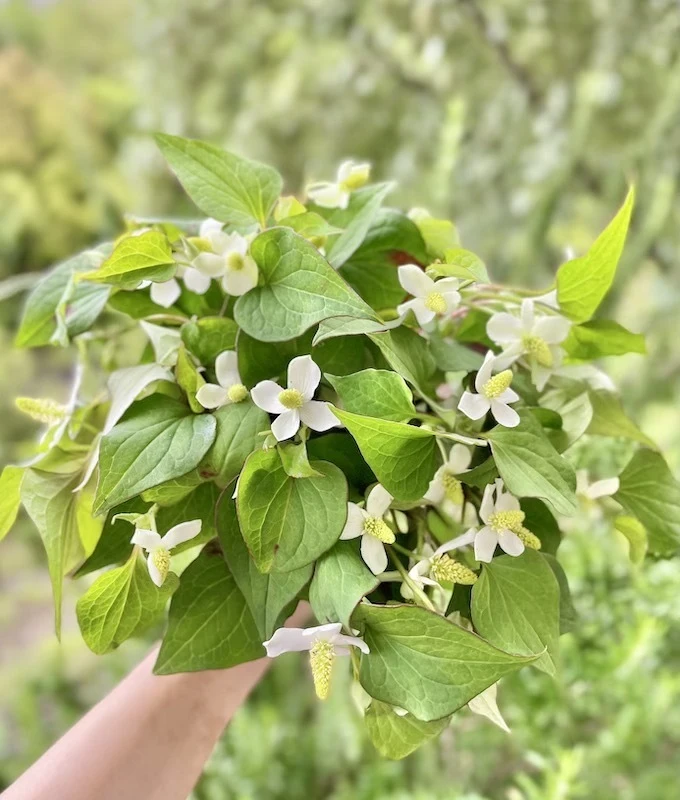 香月茶　美（Beauty)