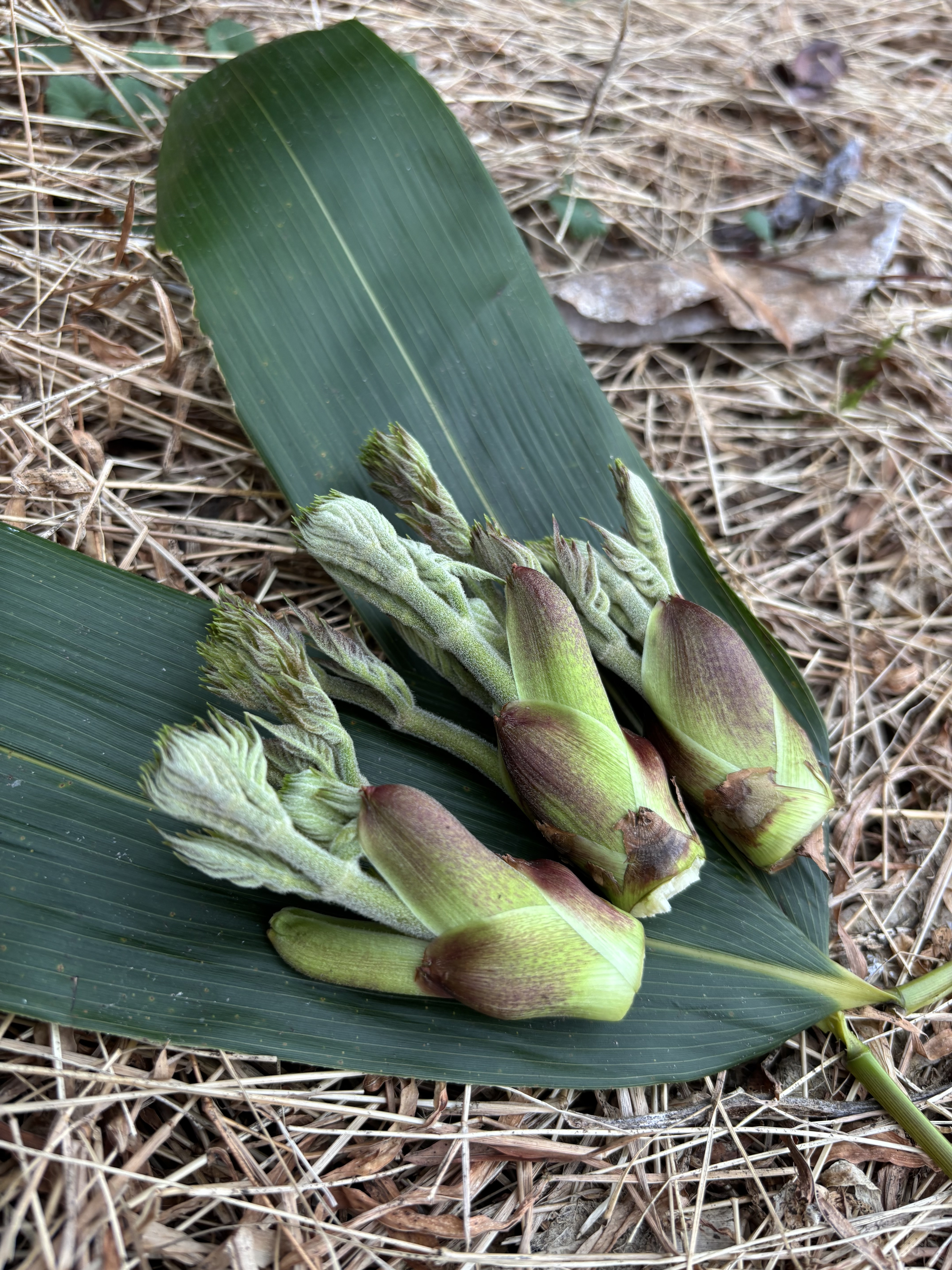 季節限定！【採れたて天然タラの芽】｜タラの芽の商品詳細