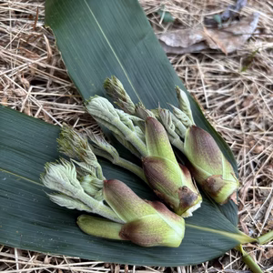 季節限定！【採れたて天然タラの芽】