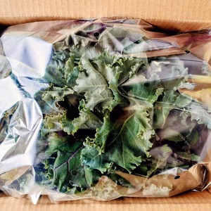 信州四賀より！カリーノケール500ｇ