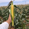 愛知県田原市産　とうもろこし（イエローコーン）