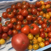 トマト詰め合わせセット