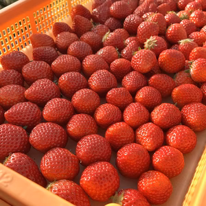 【今季最終】真っ赤な春のとちおとめ　ごろっとバラ詰め1.5Kg