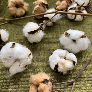 【送料500円割引】天然コットンフラワー（ドライ綿花白系20個）リース等素材　