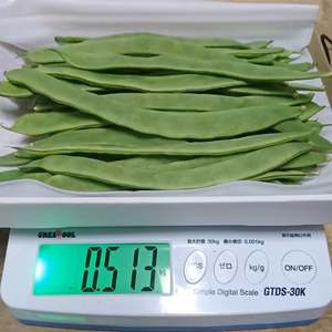 今が旬！ジャンボいんげんお試しパック 約500g 