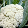 【イタリア野菜】カリフローレ【スティックカリフラワー】