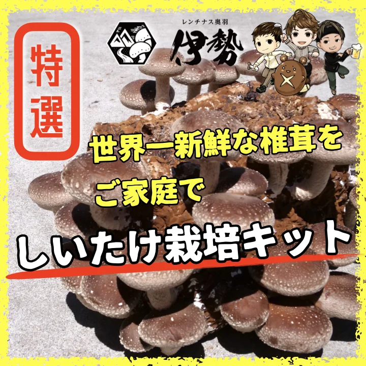 椎茸栽培キット〜【きのこの玉手箱】〜国内最大級３キロブロック