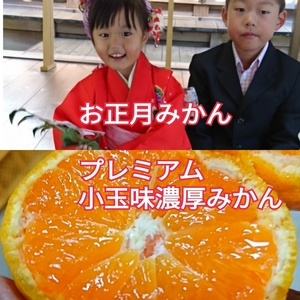 追加!【レア限定】お正月お家みかん【プレミアム味の特選】濃厚早生みかん