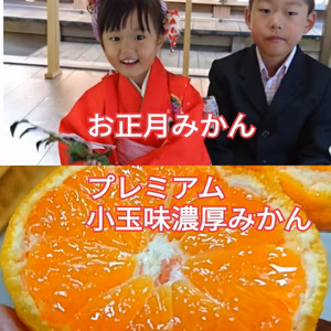 追加スピード発送11箱【レア】濃甘小粒ちょっと訳あり【プレミアム】濃厚早生みかん