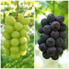 【大人気】シャインマスカットと巨峰セット