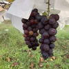 希少高級品種のシャインの子、マスカットノワールは濃厚な甘さと美味しさ！