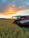自然栽培ササニシキ白米10㎏  肥料を全く使わずに、田んぼの地力だけで栽培