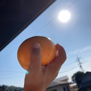 お待たせしました。石地みかん‼︎是非‼︎