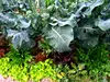 自然農野菜BOX（Mサイズ）【冷蔵配送】