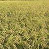 健康プロトン白米 (農薬.化学肥料使用ゼロ)自然栽培プラスα