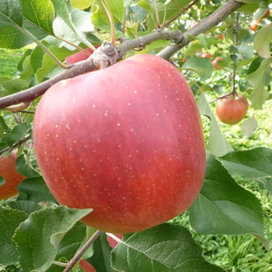 【贈答用】 完熟サンふじ 約5kg/10kg 蜜入り良好です！