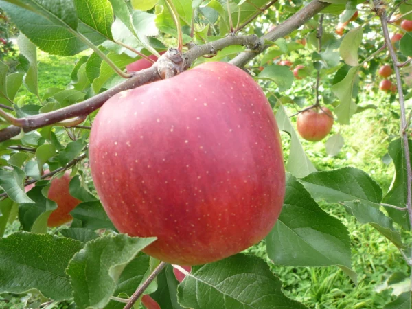 【お得】 シナノスイート 約3kg 信州りんご