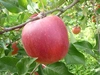 【お得】 シナノスイート 約3kg 信州りんご