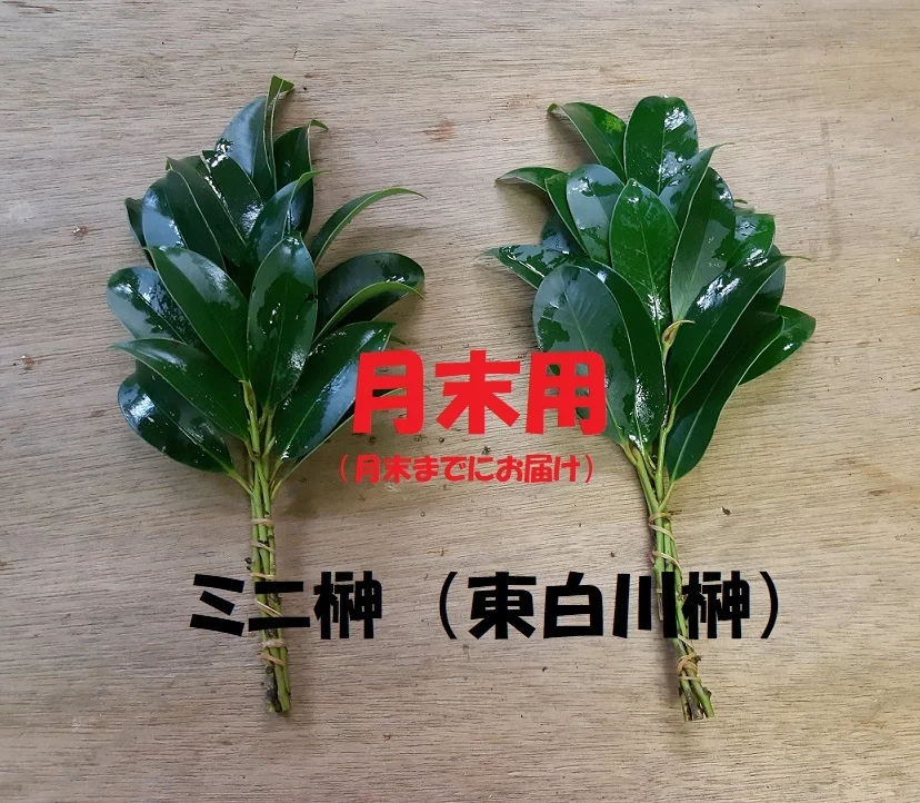 【ミニ榊・月末用】神道の村からお届けする『天然東白川榊』　