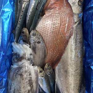 天草の離島　御所浦島産　鮮魚ボックス