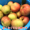 【家庭用】サンつがる 約2.5kg 7-14玉 9月発送 #NAT0B025