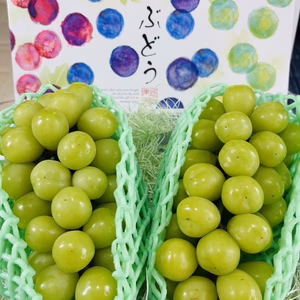 【数量限定】シャインマスカット2房化粧箱入