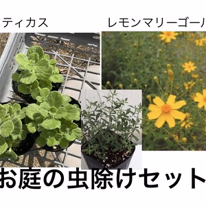 お庭のハーブセット★アロマティカス＆レモンマリーゴールド