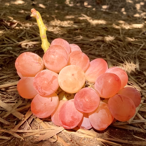 【数量限定】紅色シャイン品種の大粒ぶどう バイオレットキング1房