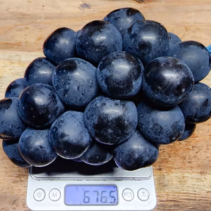 ✩最終出荷✩【1.2kg以上】朝採り発送 ナガノパープル