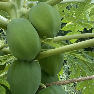 栄養価の高い 『スーパーフード』❗️青パパイヤ約2kg(2〜3個)