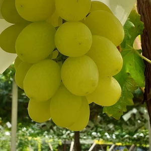 珍品種！？☆天山☆すぐ食べられる粒ぶどう