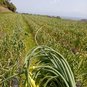 ニンニクの芽(生ニンニク１玉付き)