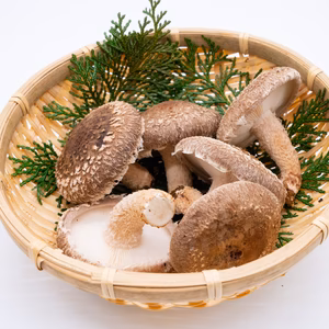 【冷蔵】バーベキューに最適！B品生しいたけ　湯布院産　銅賞受賞