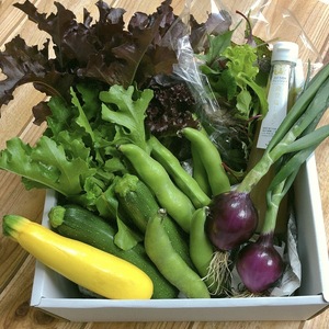 父の日はサラダを！金沢の夏野菜（5種類）詰め合わせ、能登の塩レモンドレッシング付
