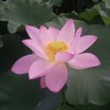 蓮の種(ピンク花)