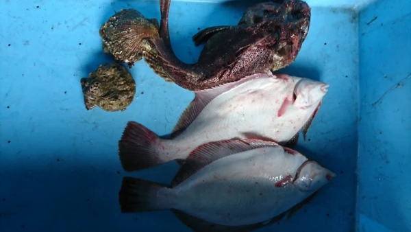 現場のリアル 未利用魚セット！ 活〆 ケムシカジカとマコカレイ アカザラ貝   