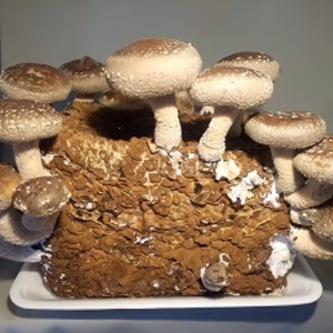 椎茸栽培キット