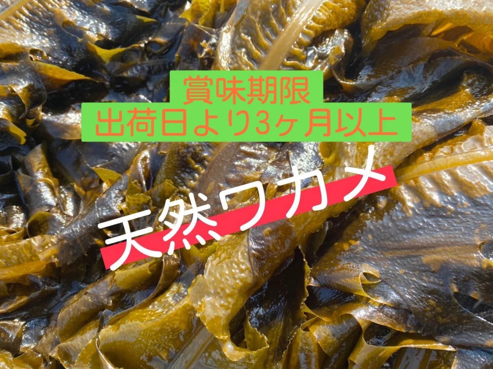【秋の食欲があなたを救う】大容量 玄界灘産 塩蔵わかめ ２０袋 海藻